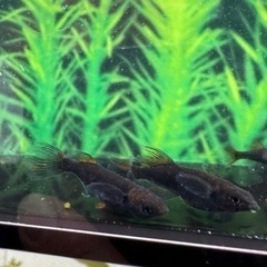 メダカ
