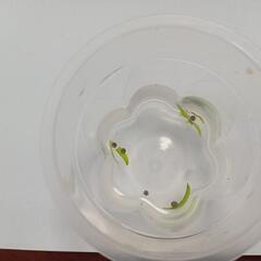 　即発送　送料込　アカハライモリ　たまご　10個
