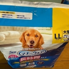 ③わんちゃんのオムツの画像