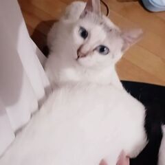 ゴロスリの可愛い女の子です。