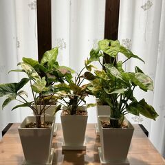 観葉植物 シンゴニウム5種セット