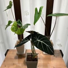 観葉植物 アロカシア3種セット