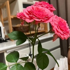 お花