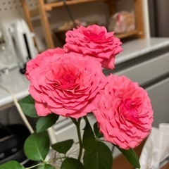 お花の画像
