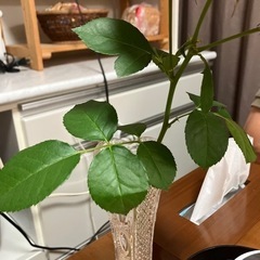 お花の画像