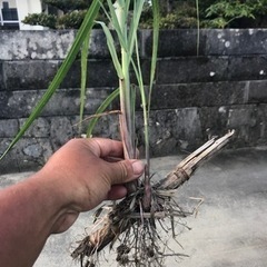「無農薬」サトウキビの苗