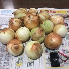 玉ねぎ　無農薬
