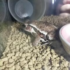 アズマヒキガエル