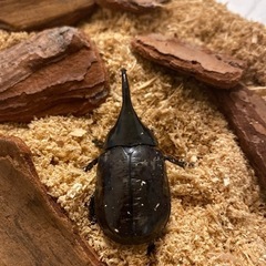 グラントシロカブト
の画像