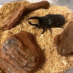 グラントシロカブト
