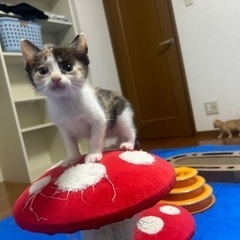 生後1ヶ月ミケの女の子 すももちゃん トライアル決まりました - 石巻市