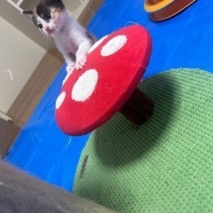 生後1ヶ月ミケの女の子 すももちゃん トライアル決まりました - 猫