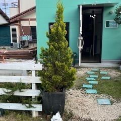 ゴールドクレスト 苗木