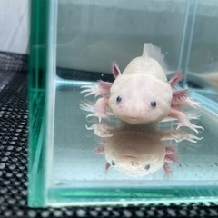ウーパールーパー