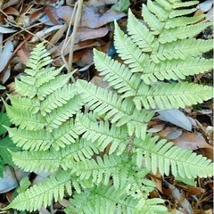 【風水に良い‼️】シダ　植物