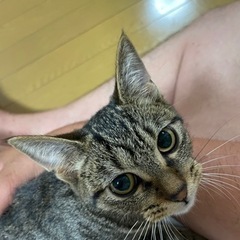 人馴れ抜群のキジトラ