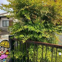 南天の木　13本立ち　2m　実が沢山なります