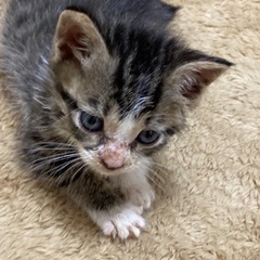 キジトラ&黒猫　姉妹♀ 生後5週間
