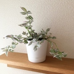 観葉植物　トラディスカンチア　3.5号の鉢付き