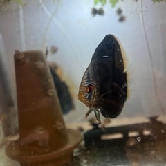 【手渡し限定】ディスカス/オス個体/即戦力・孵化体着確認済み/熱帯魚