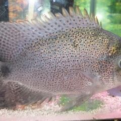 ヴィエジャ・アルゲンティア 熱帯魚の画像
