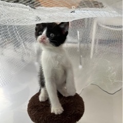 ハチワレの男の子（黒猫ちゃんと兄妹です、トライアルに行きます）