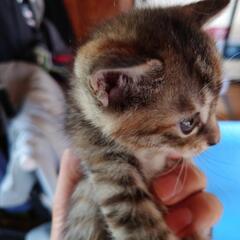 子猫双子の里親募集中！