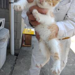 子猫