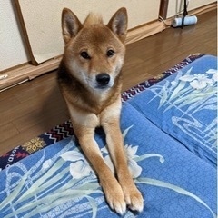 早急なお願いでございます。