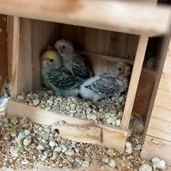 セキセイインコ　雛　数羽募集