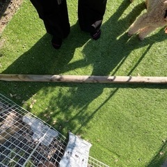 　　木の杭　ガーデニングの画像