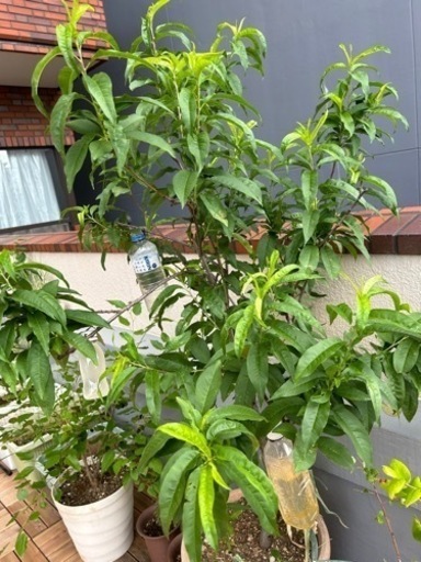 大きい花桃　