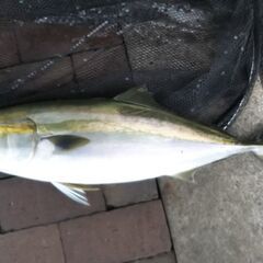 ゆるい釣り仲間を募集します - その他