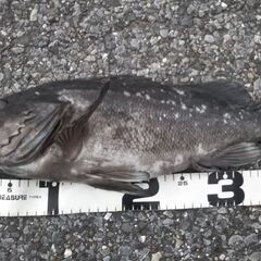 ゆるい釣り仲間を募集します − 千葉県