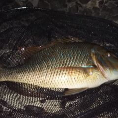 ゆるい釣り仲間を募集します - メンバー募集
