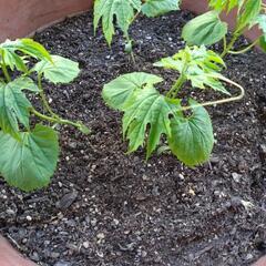 【決定】ゴーヤの苗　2本もらってください＊