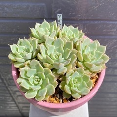 【お取り引き中】2024.4.17①  　多肉植物　マーガレット...
