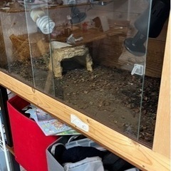 リクガメ飼育用品一式
