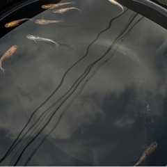 メダカ　雲州三色　画像の個体全部　の画像