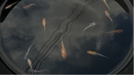 メダカ　雲州三色　画像の個体全部