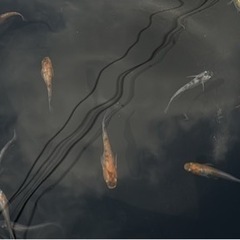 メダカ　雲州三色　画像の個体全部　