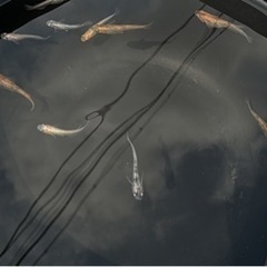 メダカ　雲州三色　画像の個体全部　の画像