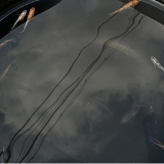 メダカ　雲州三色　画像の個体全部　の画像