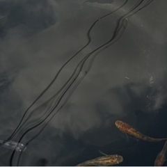 メダカ　雲州三色　画像の個体全部　の画像
