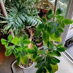 <<サマーセール>>【レア多肉植物】『マザーリーフ』次シーズン開花期待株(MTL500)残3⇒2の画像