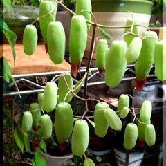 <<サマーセール>>【レア多肉植物】『マザーリーフ』次シーズン開花期待株(MTL500)残3⇒2の画像