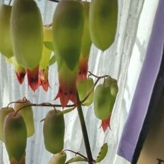 <<サマーセール>>【レア多肉植物】『マザーリーフ』次シーズン開花期待株(MTL500)残3⇒2の画像