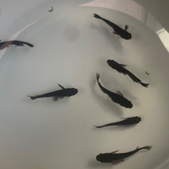 メダカ（めだか）販売