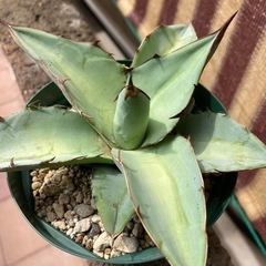 チタノタブルー