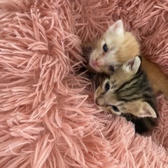 保護猫 捨てられてた赤ちゃん猫です